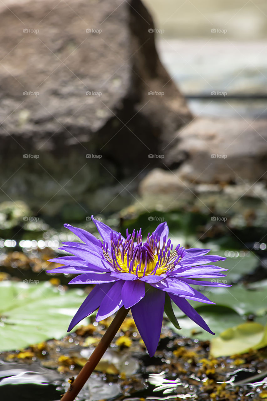 Beautiful Purple lotus and shadow reflected in the water