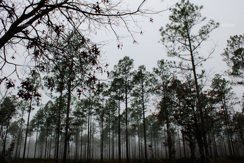 Foggy trees 