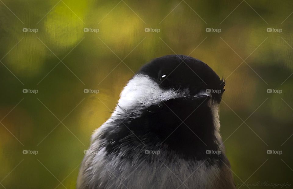 Black-capped chickadee