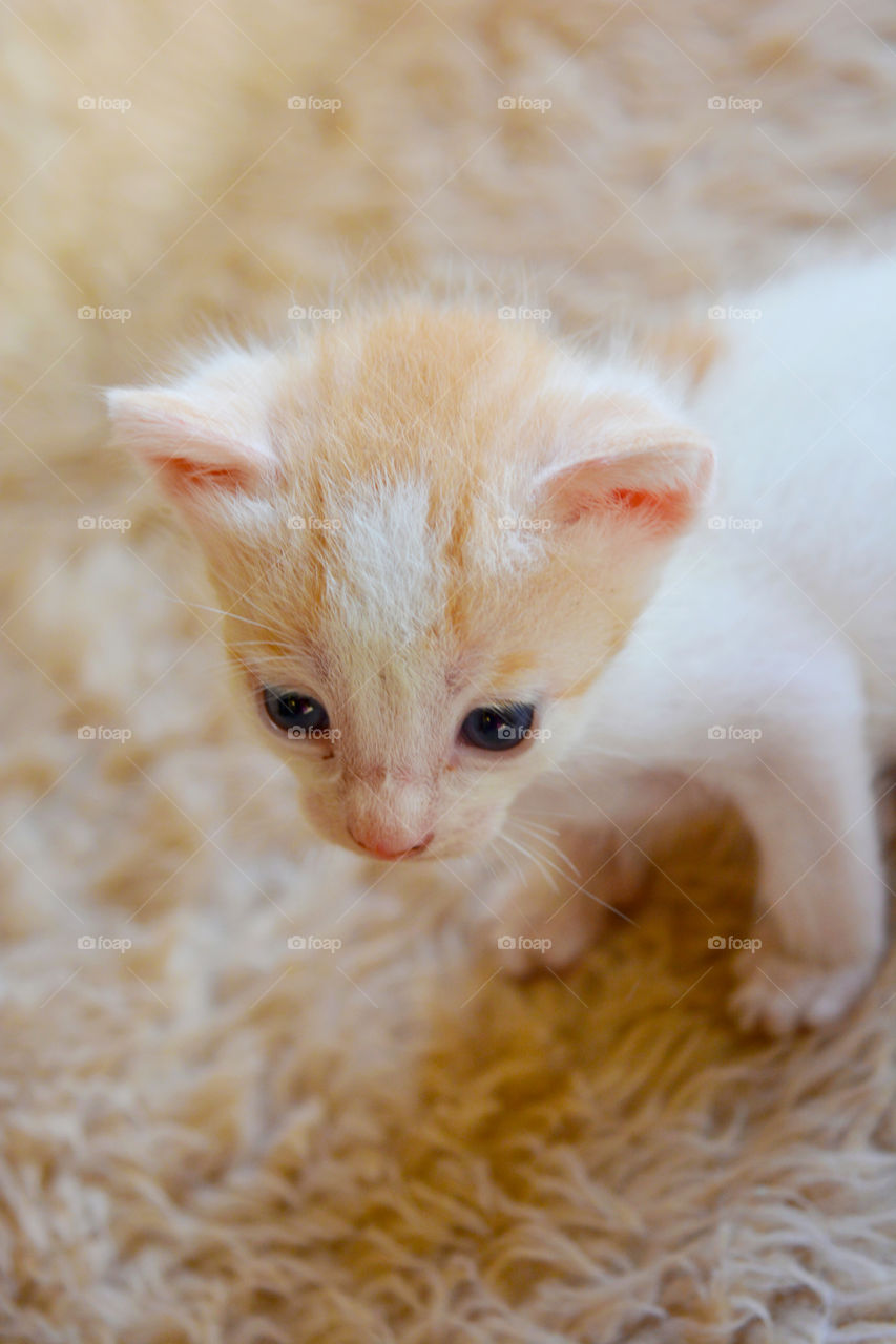 Kittens full of tenderness