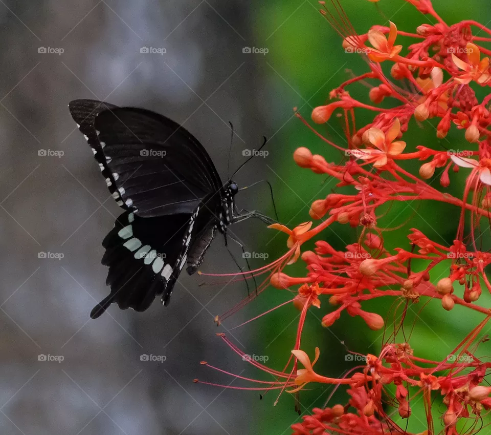 black butterfly