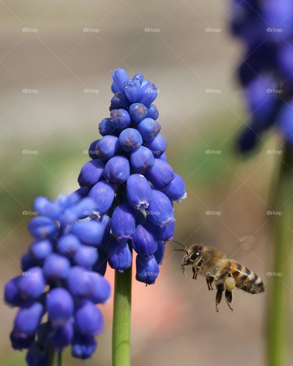 Honey bee in flight