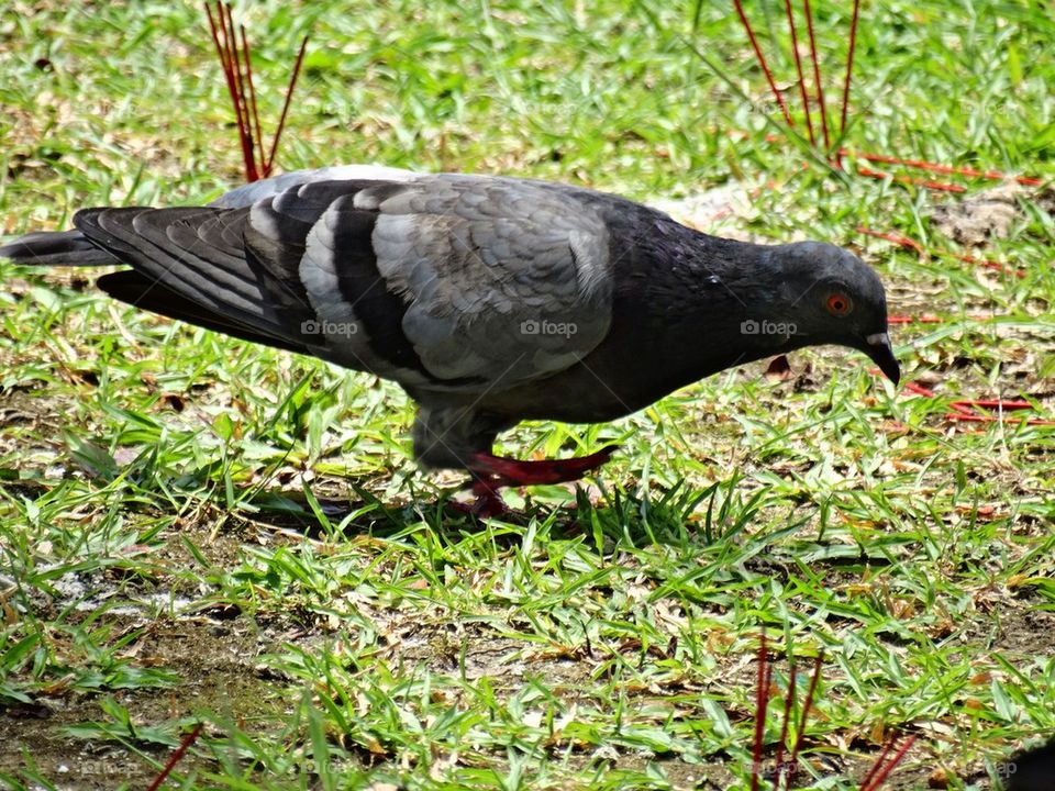 Pigeon stand on one feet