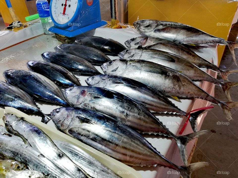 Tuna for sale in local fishmarket in Mamburao, Mindoro, Island of Philippines