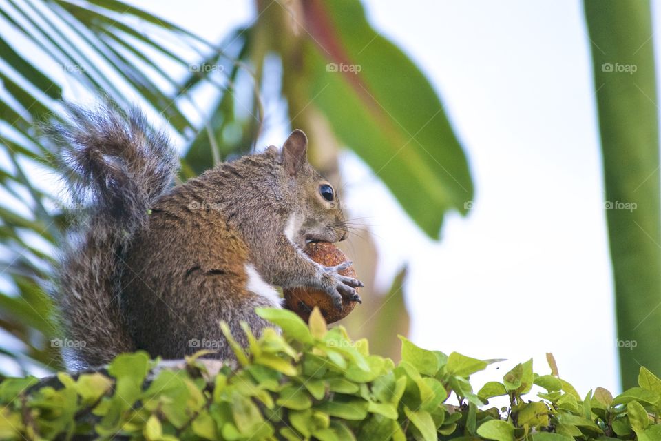 SQUIRREL EATS ORANGE