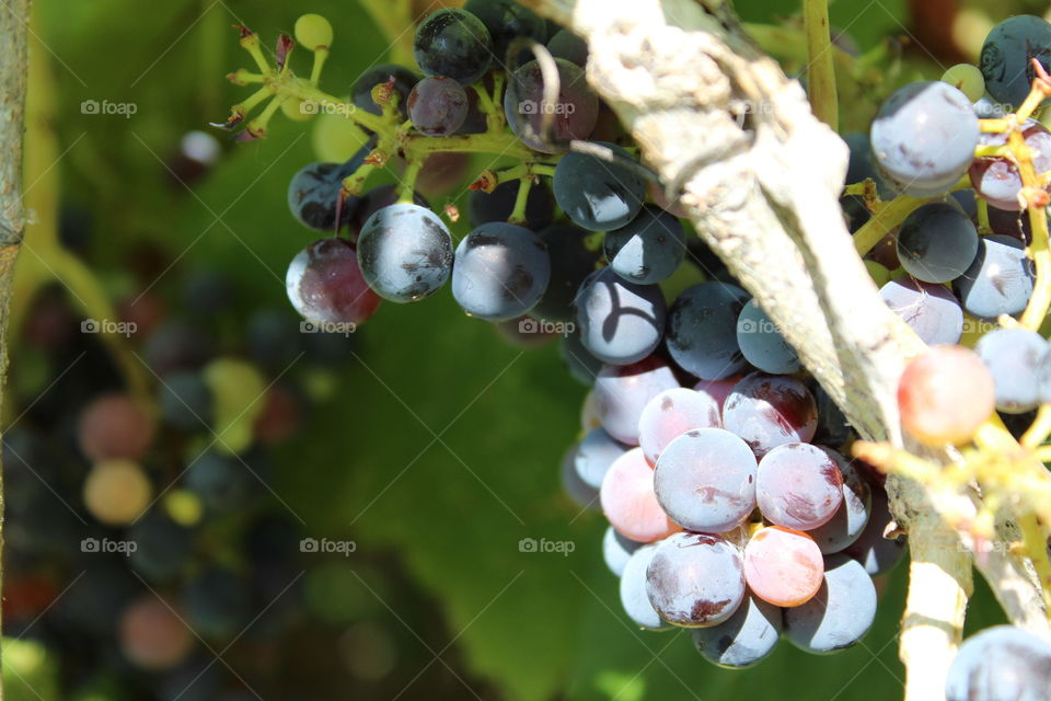 wild grapes