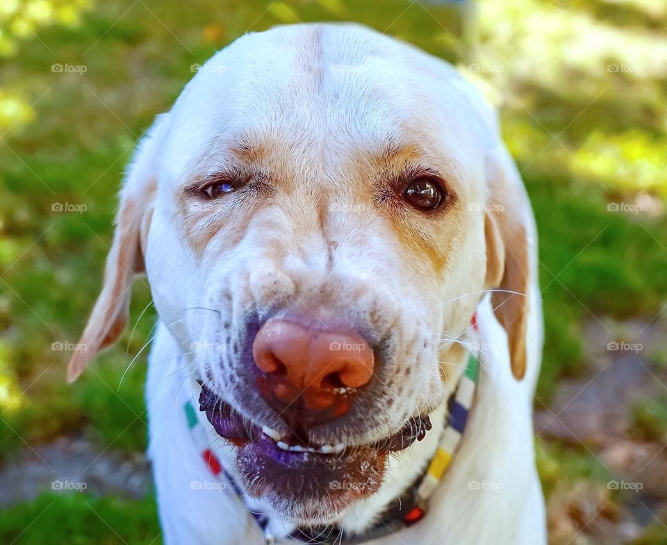 Funny dog selfie - comical face 