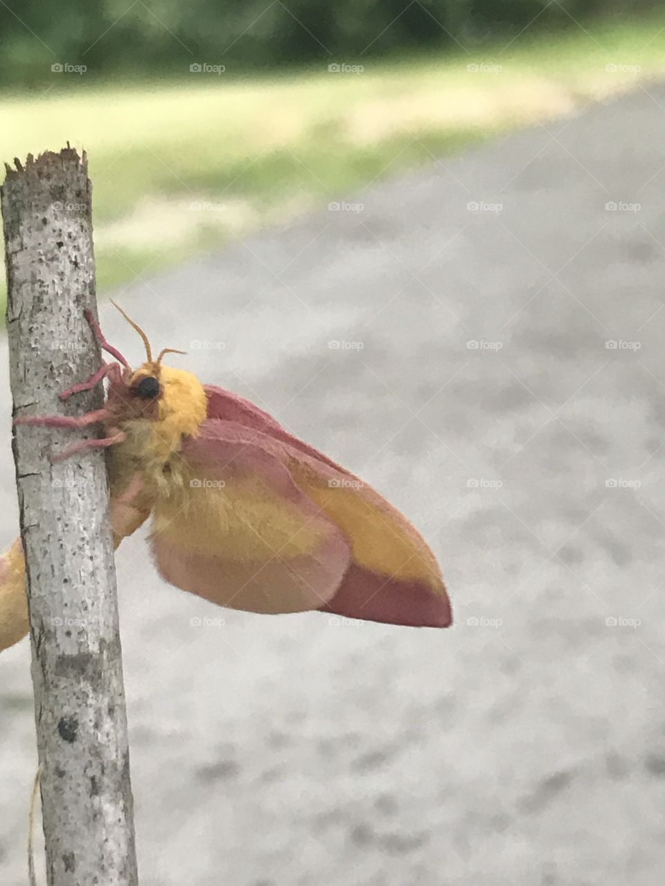 Rosy Maple Moth with fresh wings