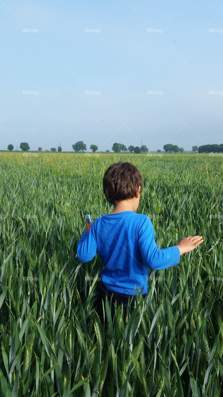 small child walking into the green rye field with poise and grace wearing blue tshirt