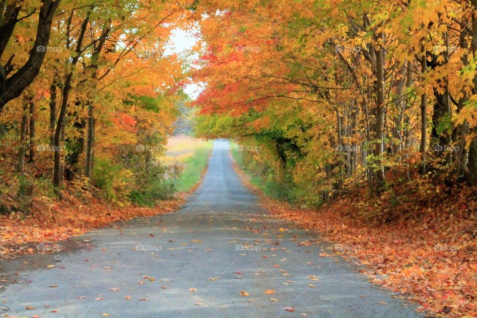 Empty road passing through autumn trees