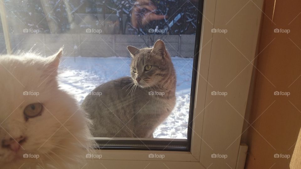 cats in the window