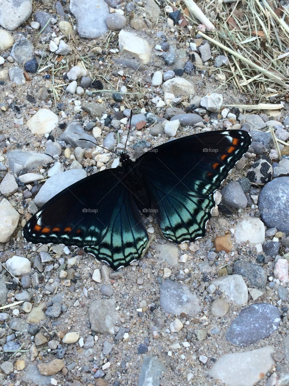 Basking butterfly
