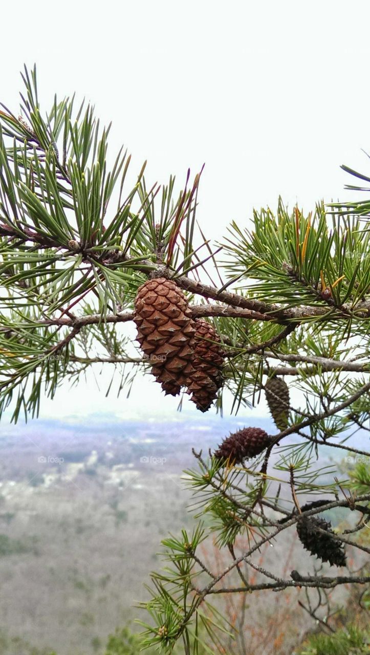 pinecone. North Carolina