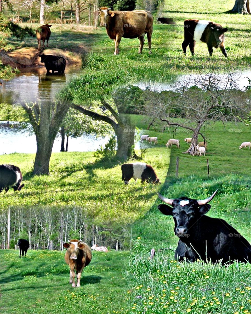 Cow collage
