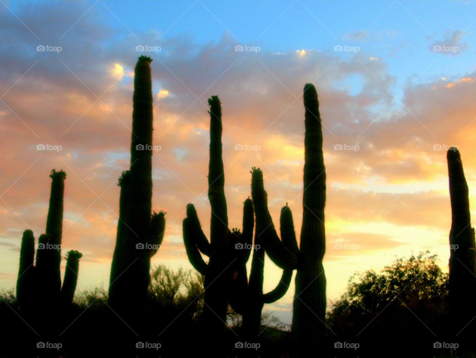 Saguaro Cacti in the Sunset