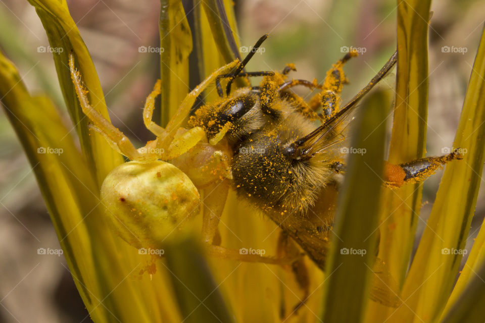 yellow crab spider caught a bee on a flower
