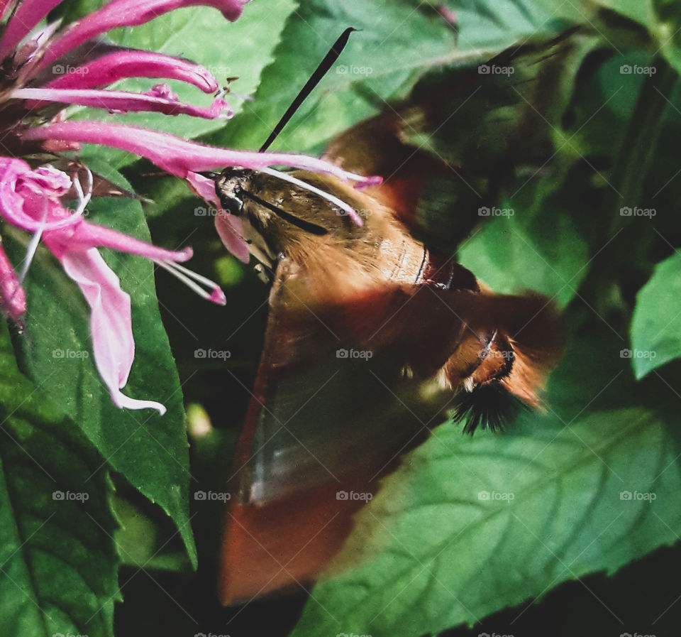 An interesting looking little creature called Clearwing Hummingbird Moth. Visiting a backyard garden in Minnesota.