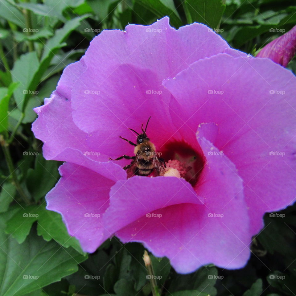 Bee in Rose of Sharon flower