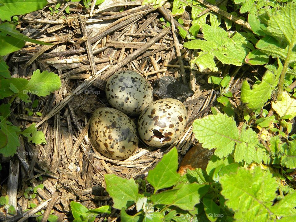 three eggs birds nest