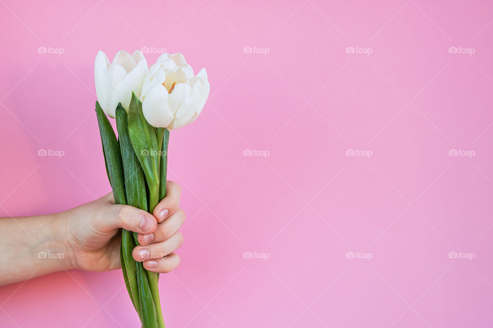 White tulips in hand of child on pink background with copy space.