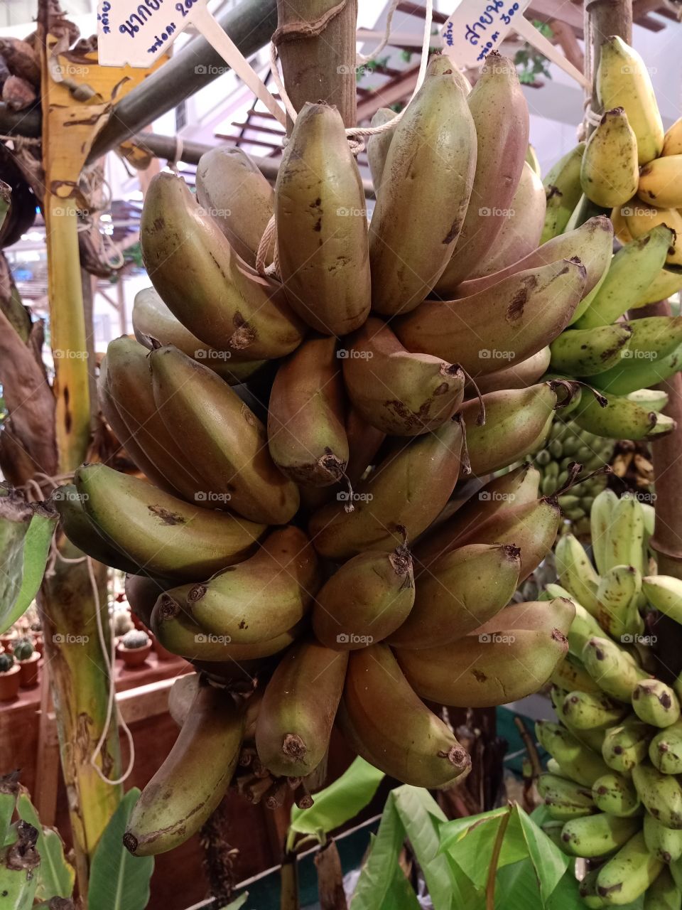 Bananas