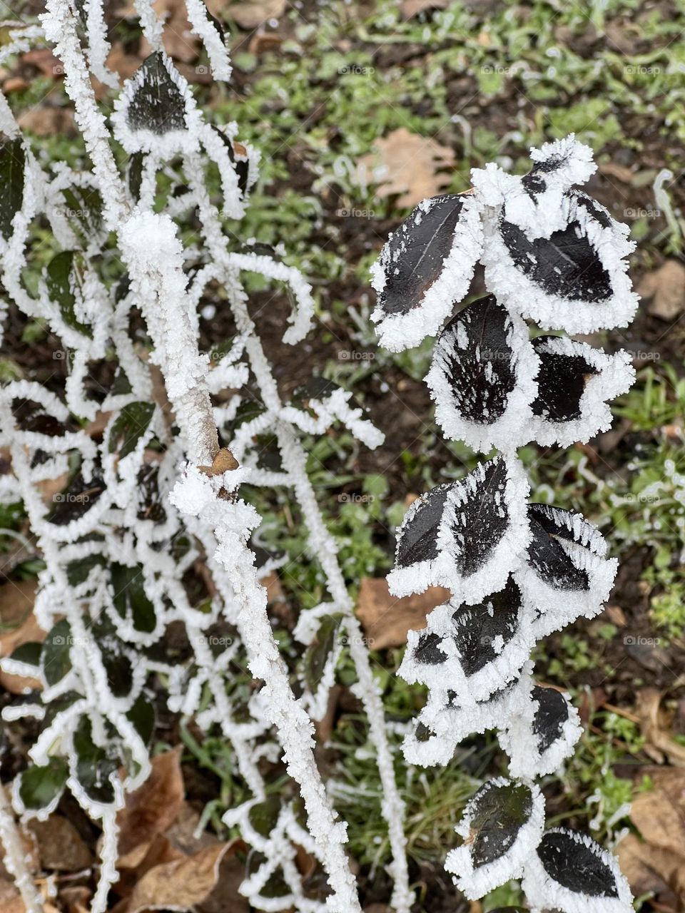 Frost on a plants
