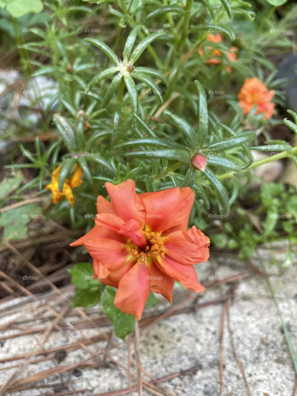 Orange and green 