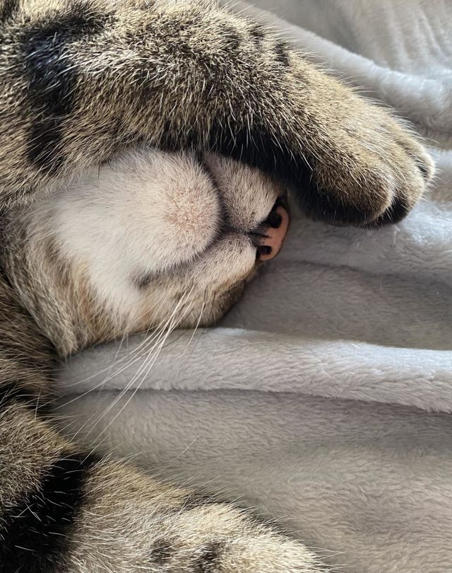Is it Monday already? Cat sleeping with arm over face