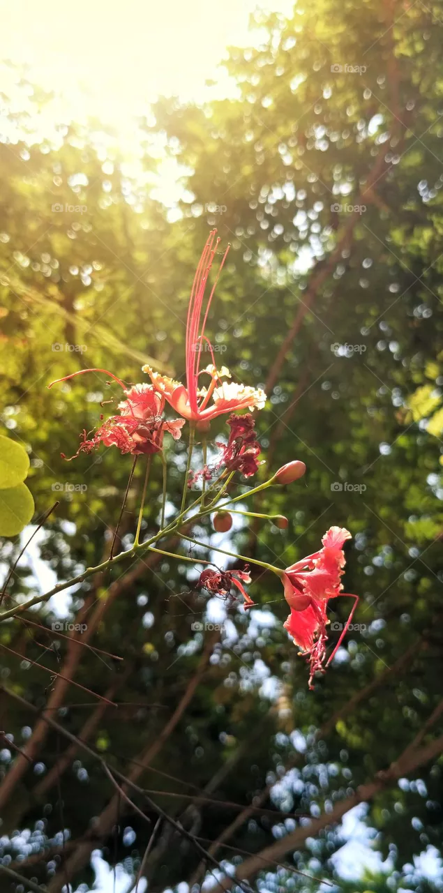 red
