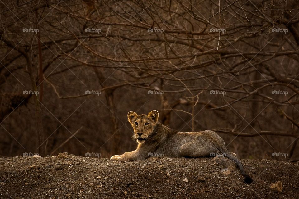 new world of lion cub