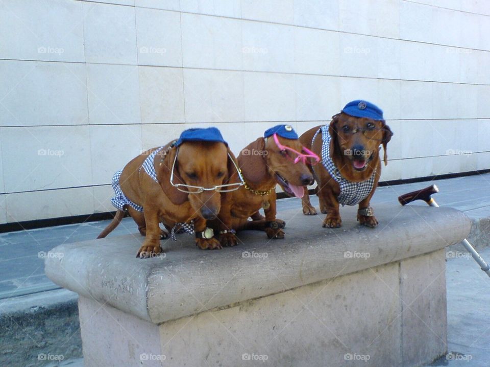 The three coolest sausage dog of the world to meet at Havana, Cuba