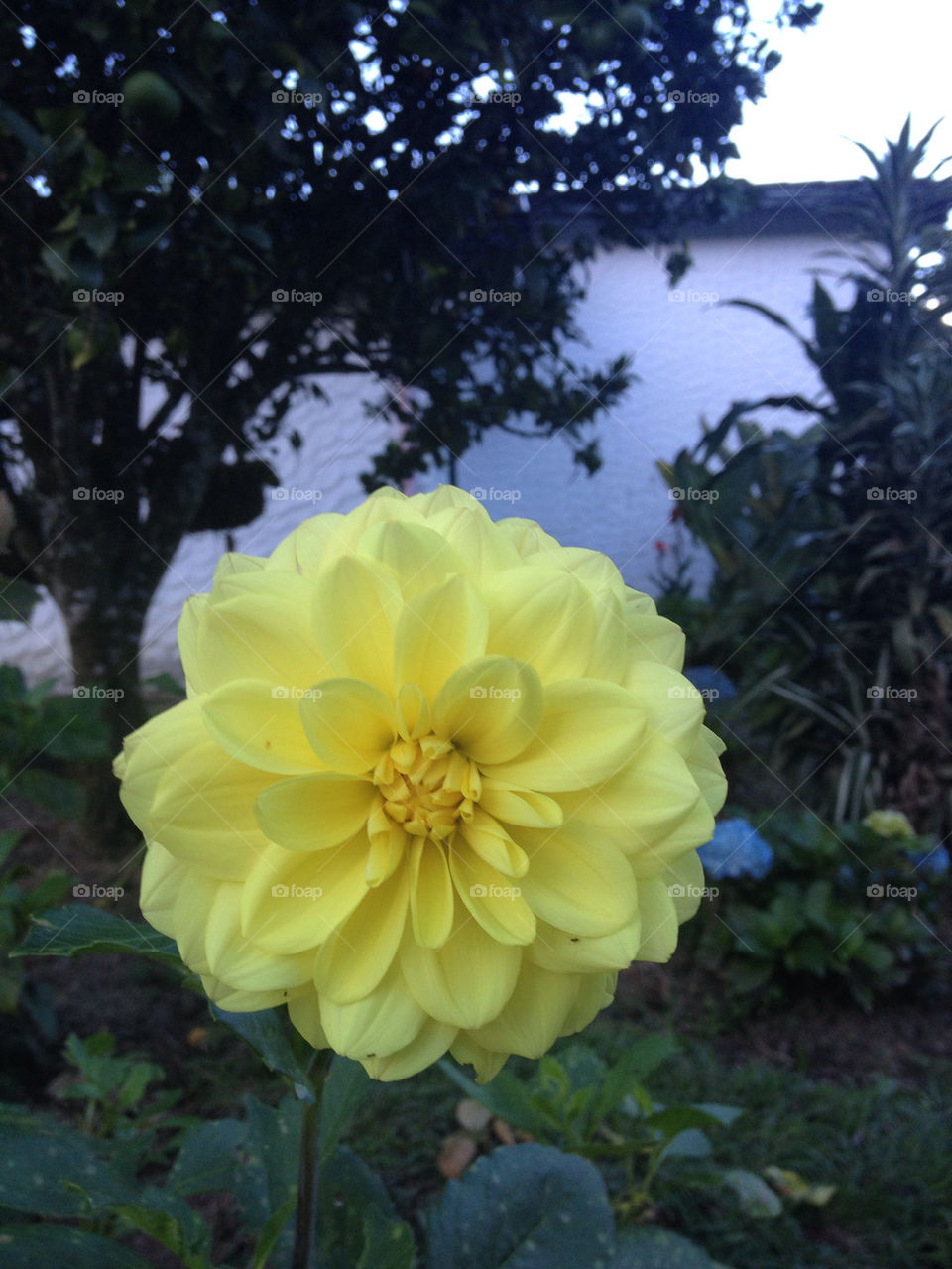 flores dalia amarilla by gorregop