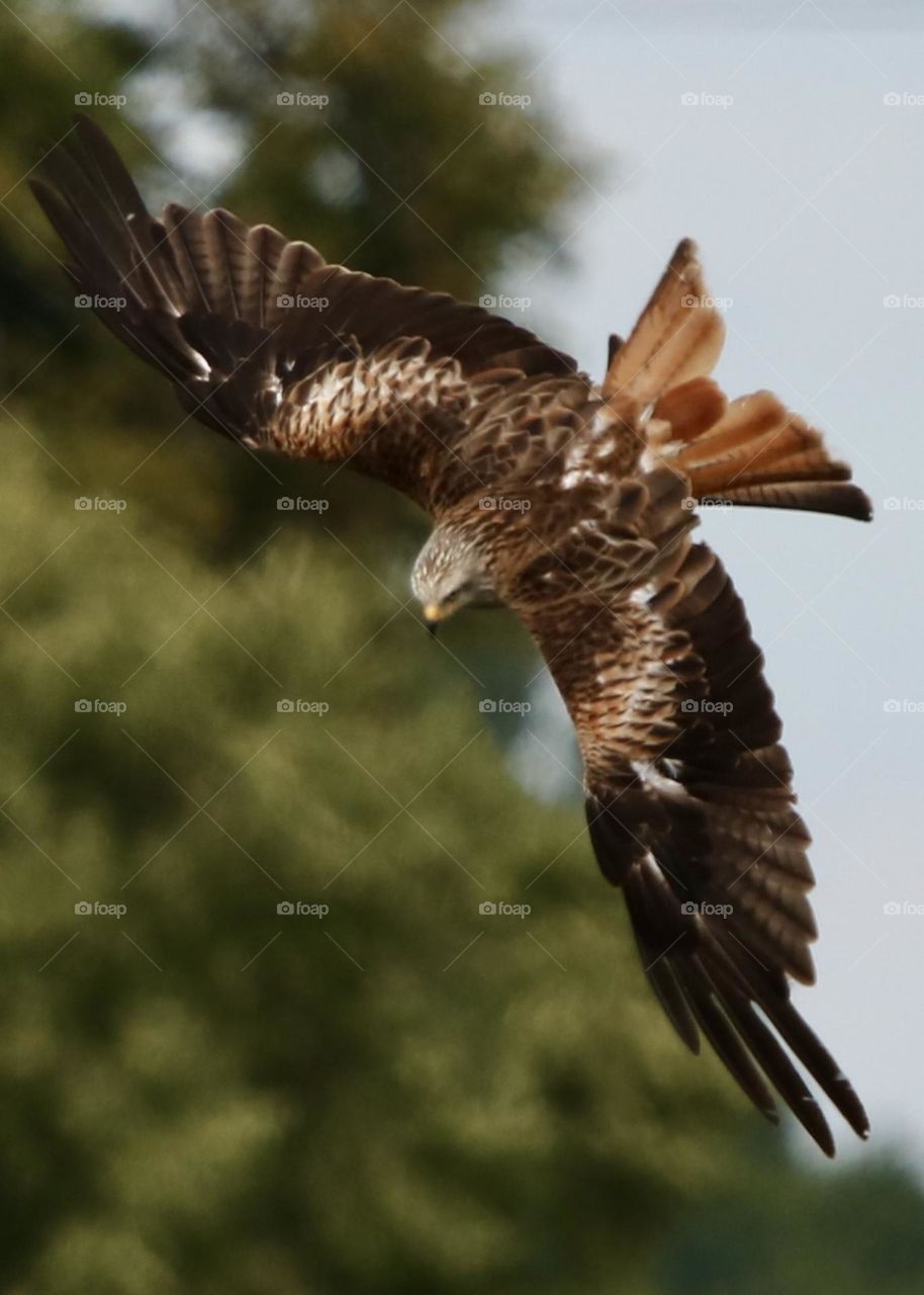 Red kite