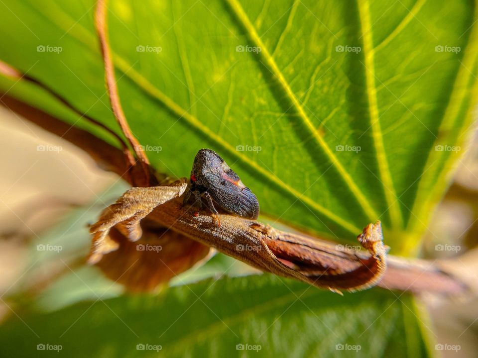 Parasitic insect on leaf stem