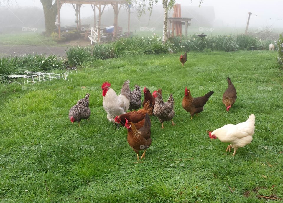 Chickens in the Half Yard. A group of farm chickens with roster foraging for seeds and bugs.