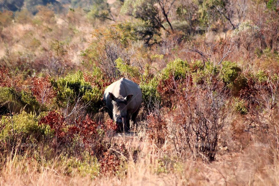 Rhino walking through autumn bushes