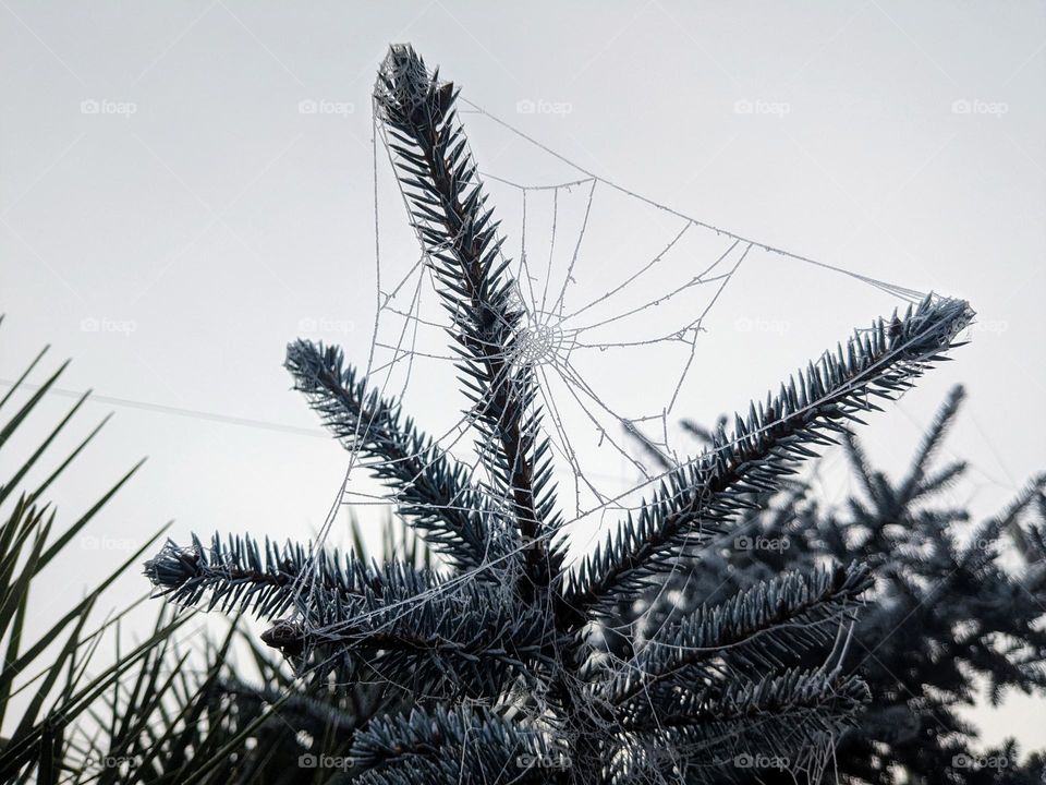 Frosted spider web on a foggy day. The web creates a triangle across branches of an evergreen.