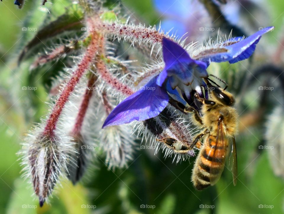 bee at work