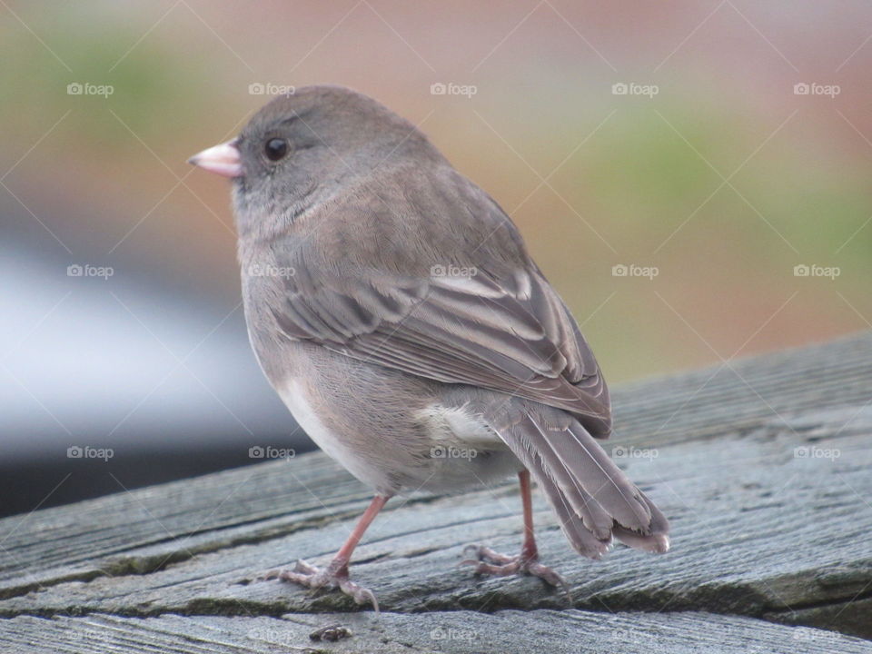 Junco