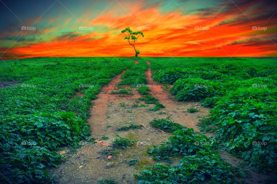 Scenic view of nature during sunset