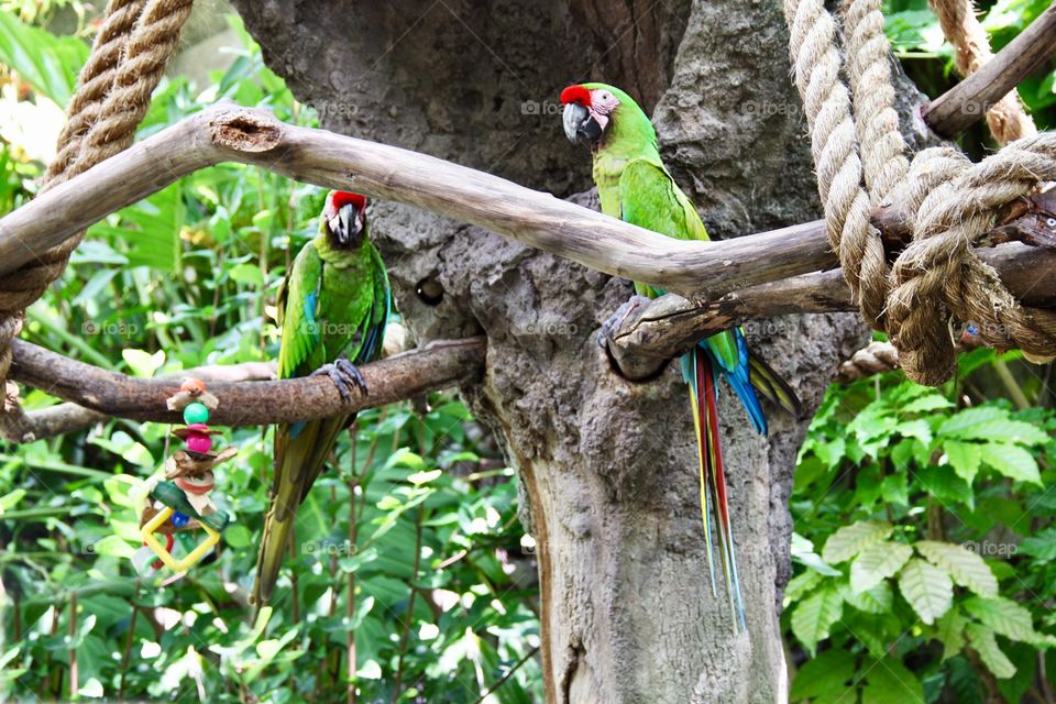 Parrots