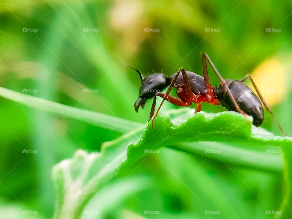 carpenter ant