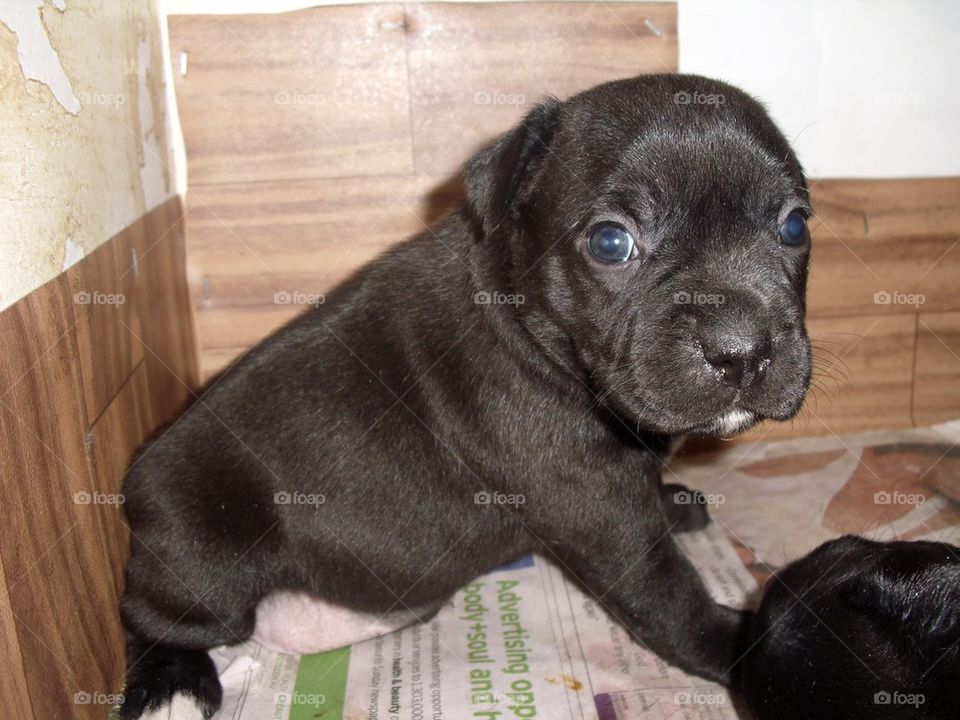 English Staffordshire Terrier Puppy