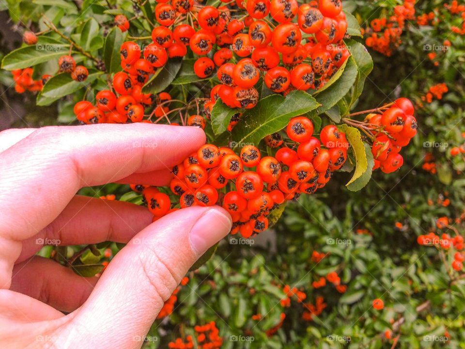 Berry picking