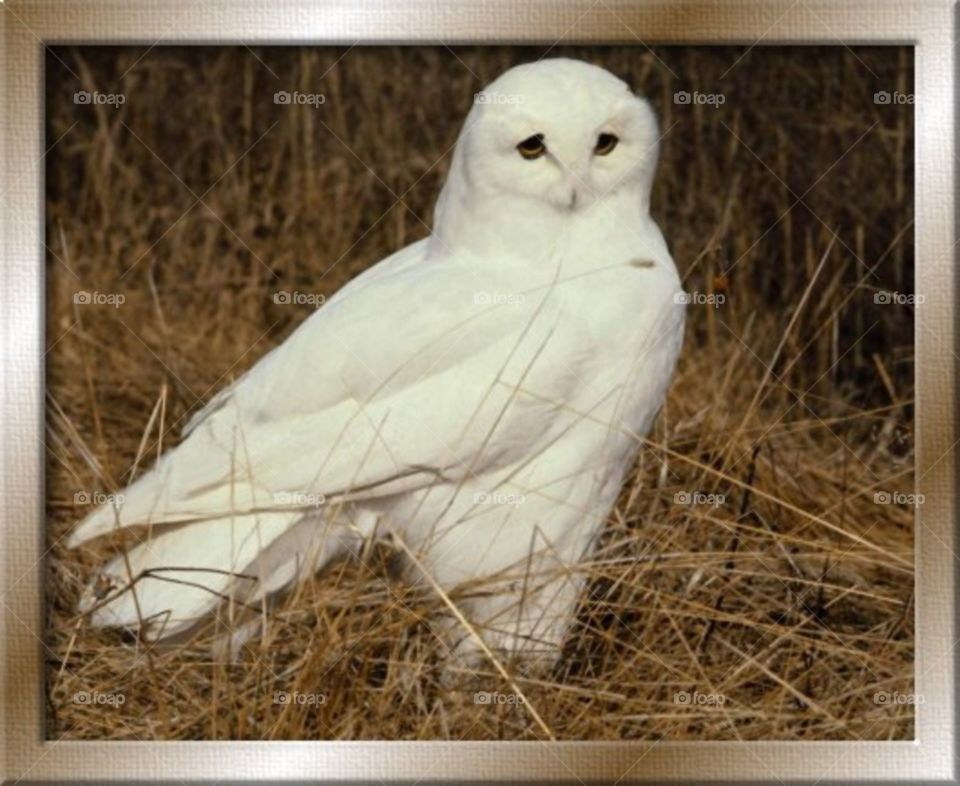 owl bird white color