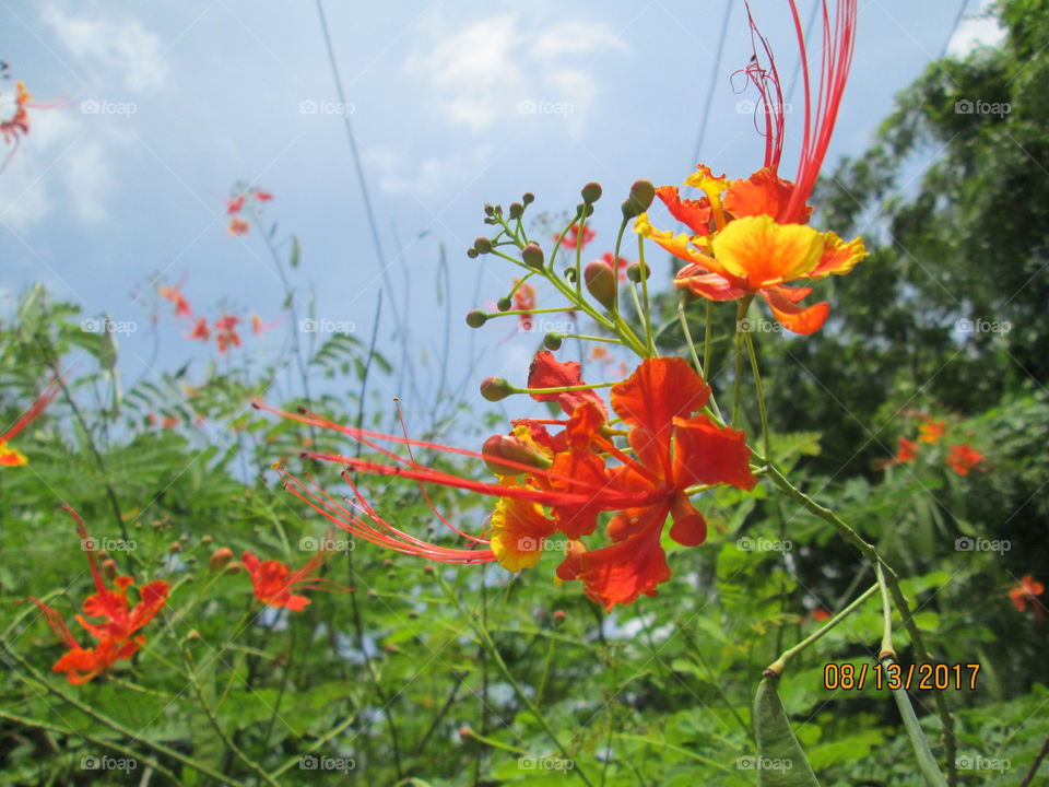 Another ONE .There are too many varieties of them which one best ????????.