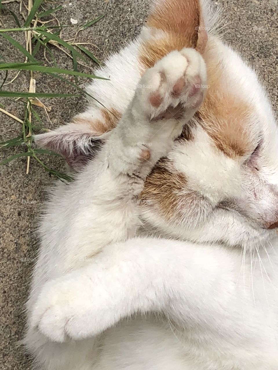 Kitty washes herself