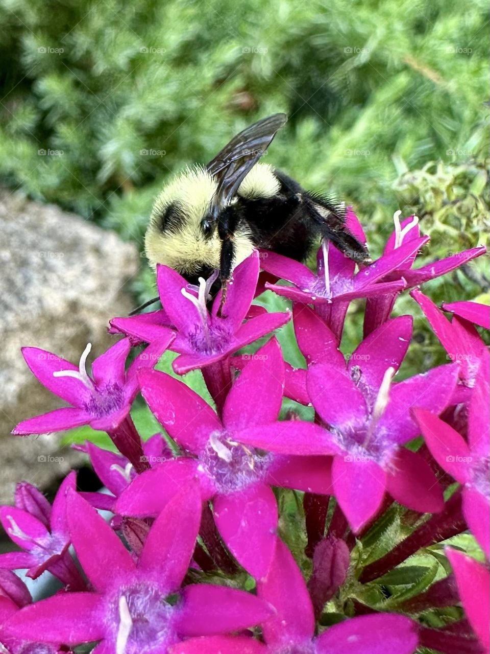Bright pink Egyptian Starcluster flowers with blooming petals in backyard container garden and common eastern bumblebee bumble bee gathering nectar pollen nature close up