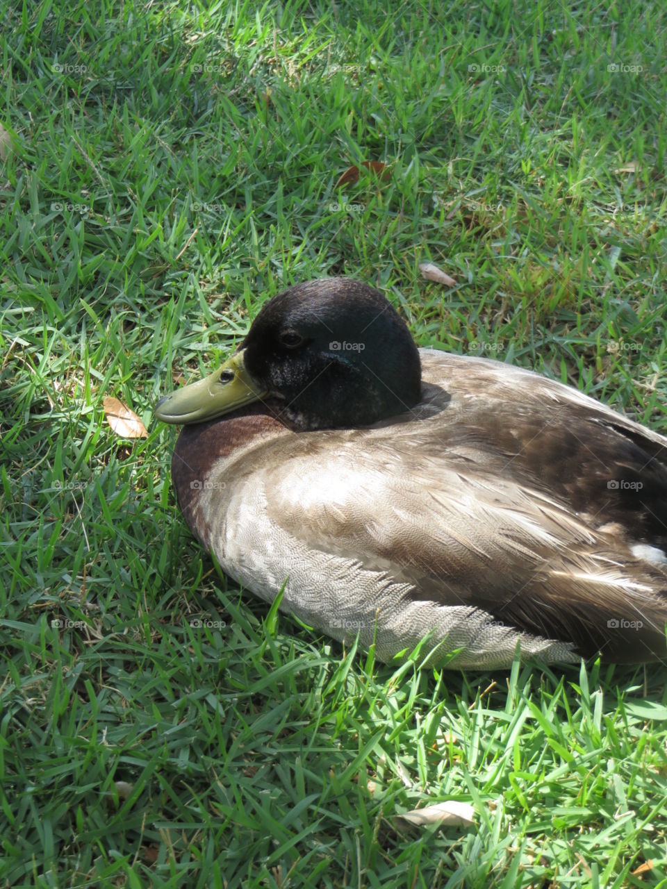 Lazy duck
