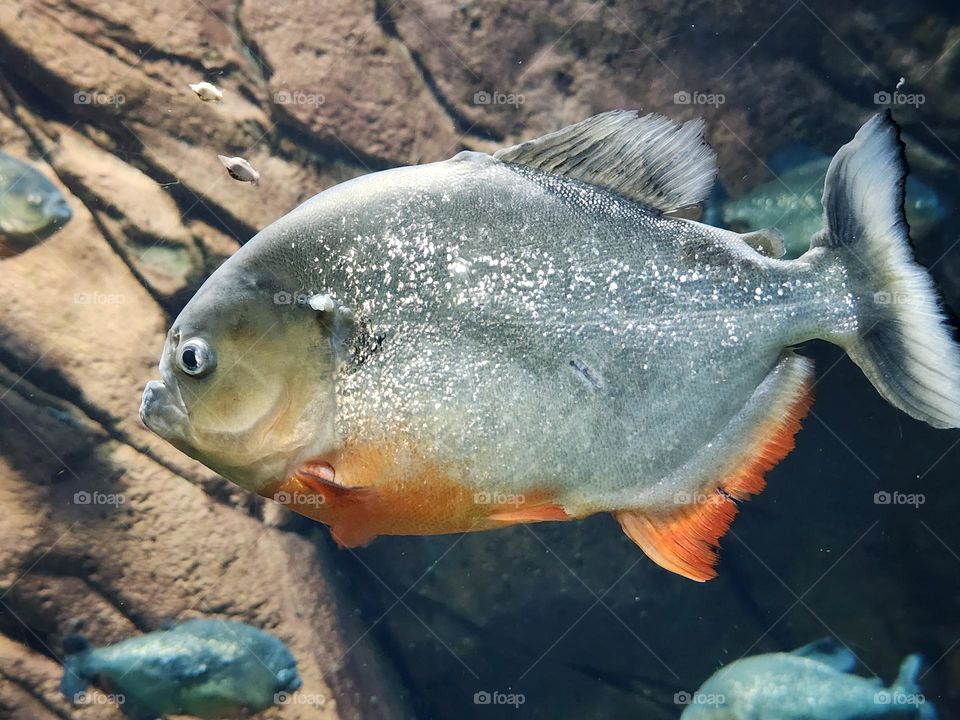 red spot piranha